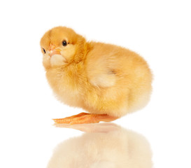 Obraz premium Little chicken