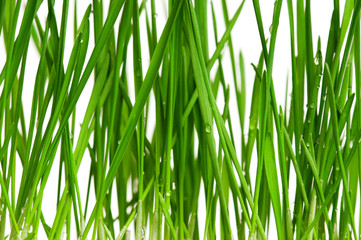 Wheat grass