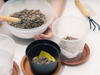 Cultivate home flowers