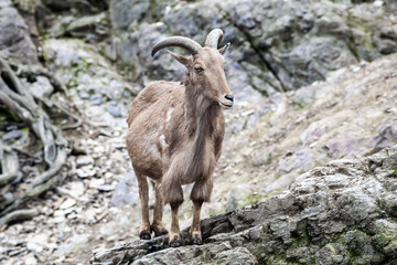 Chamois on Rocks Photo