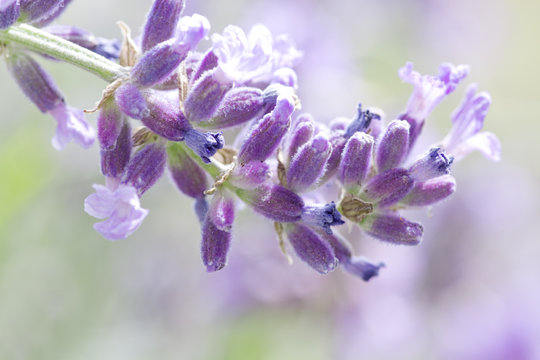 fresh lavender flower close up