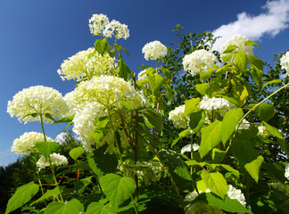 Schneeballhortensie vor blauem Himmel