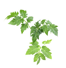 Sprout with green leaf of tomato