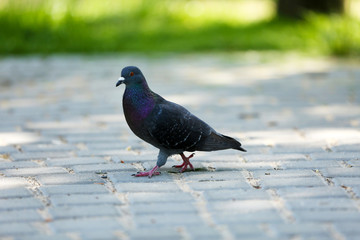 One grey pigeon in the park