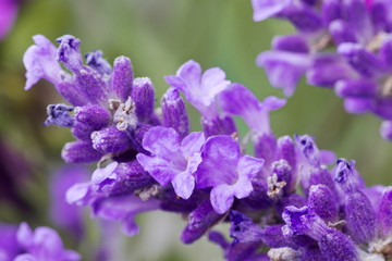 fresh lavender flower close up