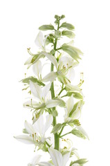 White flower isolated on white background