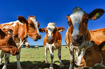 Young cows at summer field