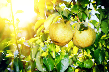 Fresh organic pears