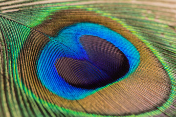 Obraz premium Peacock feather close up