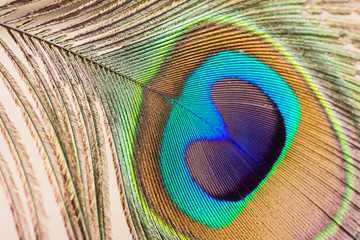 Obraz premium Peacock feather close up