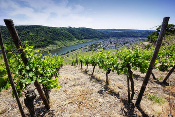Fototapeta na wymiar Vineyards at the Mosel, Germany