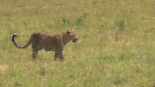 leopard walking in the plains