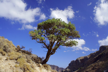 Tree in a Deliana Gorge on the island of Crete .