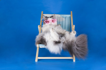 cat resting on a sun lounger