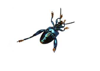 Purple Swollen-legged Beetle isolated on white background
