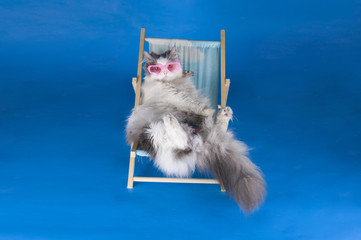 cat resting on a sun lounger