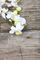 Fototapeta premium White orchid(Phalaenopsis )