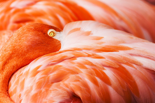 Flamingo Detail Photo