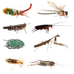 Beetles isolated on white