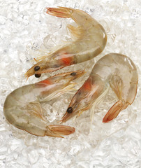 3 Gambas auf Eis