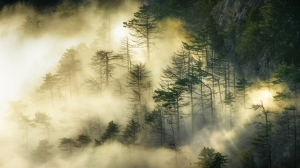Секреты старого леса © denis_333