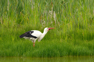 Cicogna cerca la preda riva al lago
