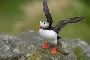 Atlantic puffin flapping it's wings.