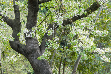 Fototapeta na wymiar Wild cherry (Prunus avium), Botanical Garden, Barcelona, Spain