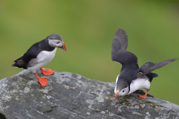 Two Atlantic Puffins standing cliff edge.