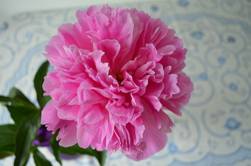 Pink peony