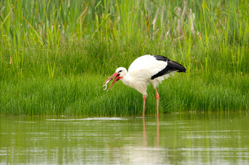 Cicogna pesca e mangia una rana