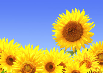 Obraz premium Border with sunflowers