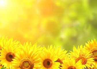 Obrazy na Szkle  Jasne żółte słoneczniki