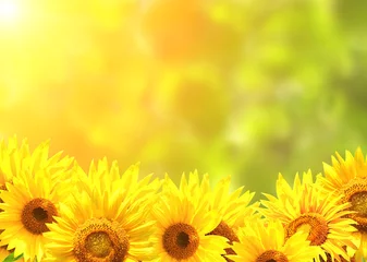 Foto auf Acrylglas Blumen Bright yellow sunflowers