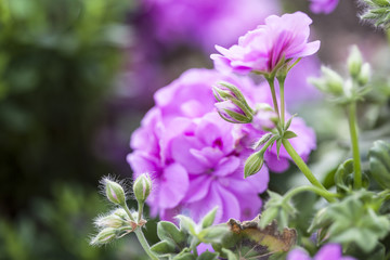 Pelargonium .Gitanillas