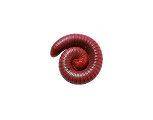 Millipede