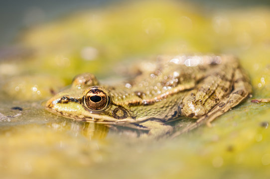 Perez's frog (Pelophylax perezi) partially submerged, Barcelona