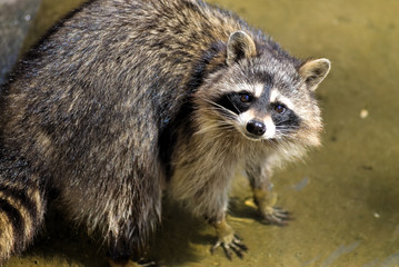Sad raccoon © Aikon