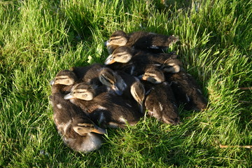Kaczuszki w gnieździe © profit111