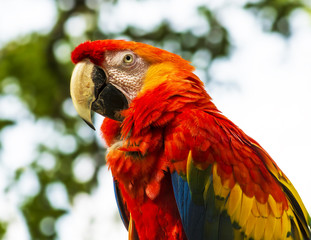Scarlet Macaw parrot