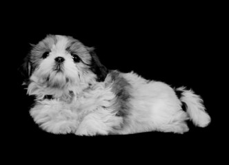 Chiot Shih-Tzu sur fond noir