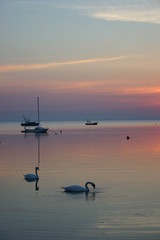 Łabędzie i łodzie © profit111