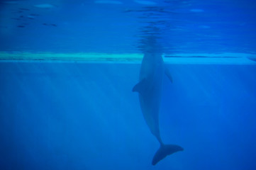 Dolphin in Lisbon Zoo