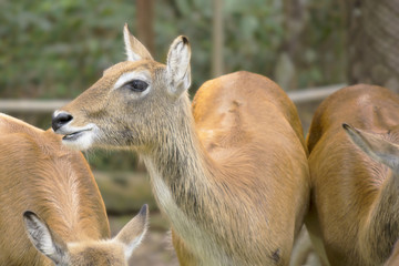 Nilgai (boselaphus tragocamelus)