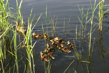 Kaczuszki na spacerze © profit111