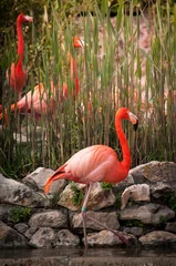 Papier Peint photo Lavable Flamant flamingo in Lisbon Zoo