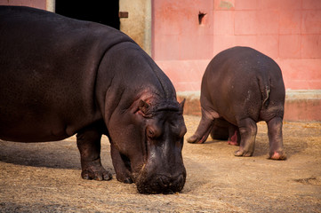 hippo in Lisbon Zoo