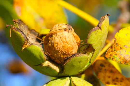 Walnuss in geplatzter Schale am Baum