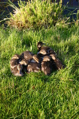 dzieci dzikiej kaczki © profit111