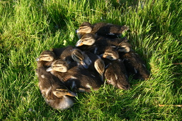 Maleńkie kaczuszki © profit111